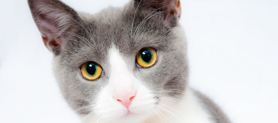 Katharina Bickel Catlabs DHDL