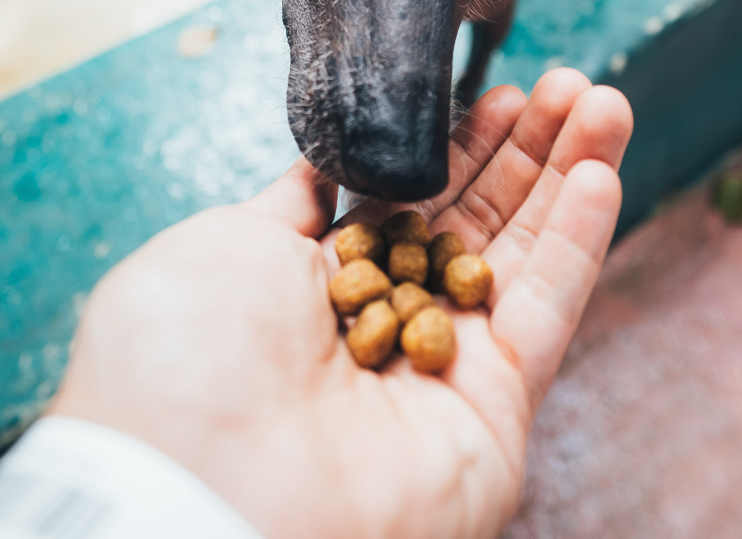 Hempamed für Hunde und Katze? – Erfahrungen