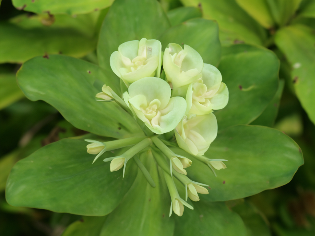 Eutrema japonicum