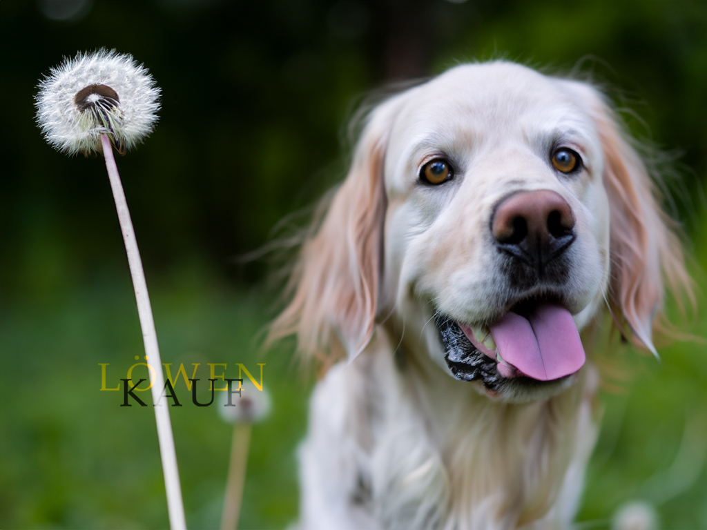 Löwenzahn für den Hund KAUFEN?